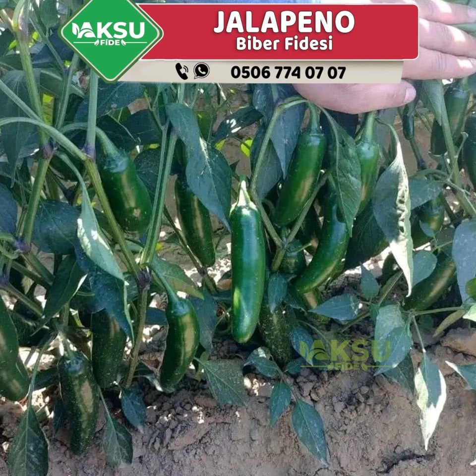 Hibrit Jalapeno Biber Fidesi