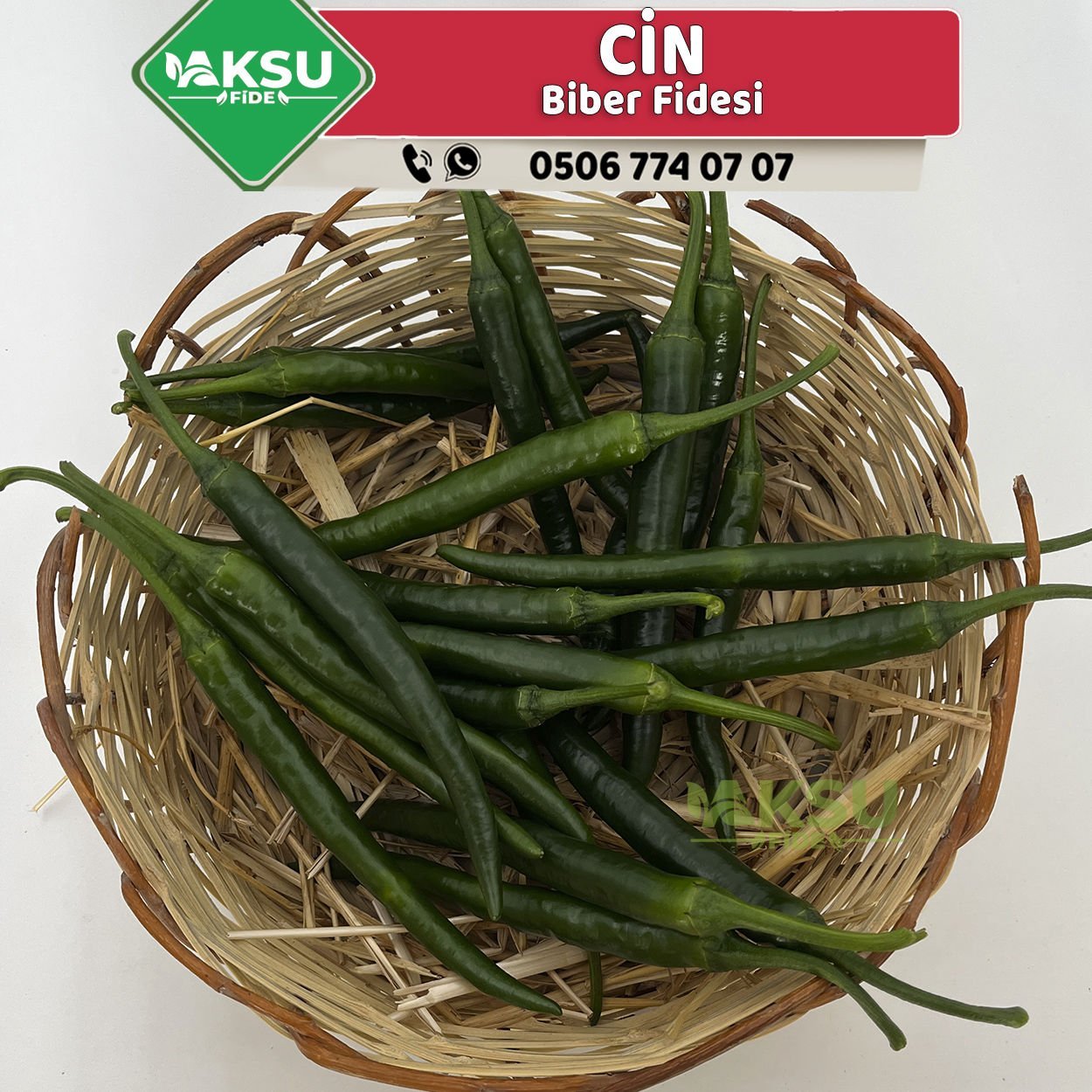 Hibrit Cin Biber Fidesi