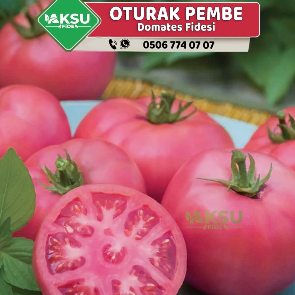 Hibrit Oturak Pembe Domates Fidesi
