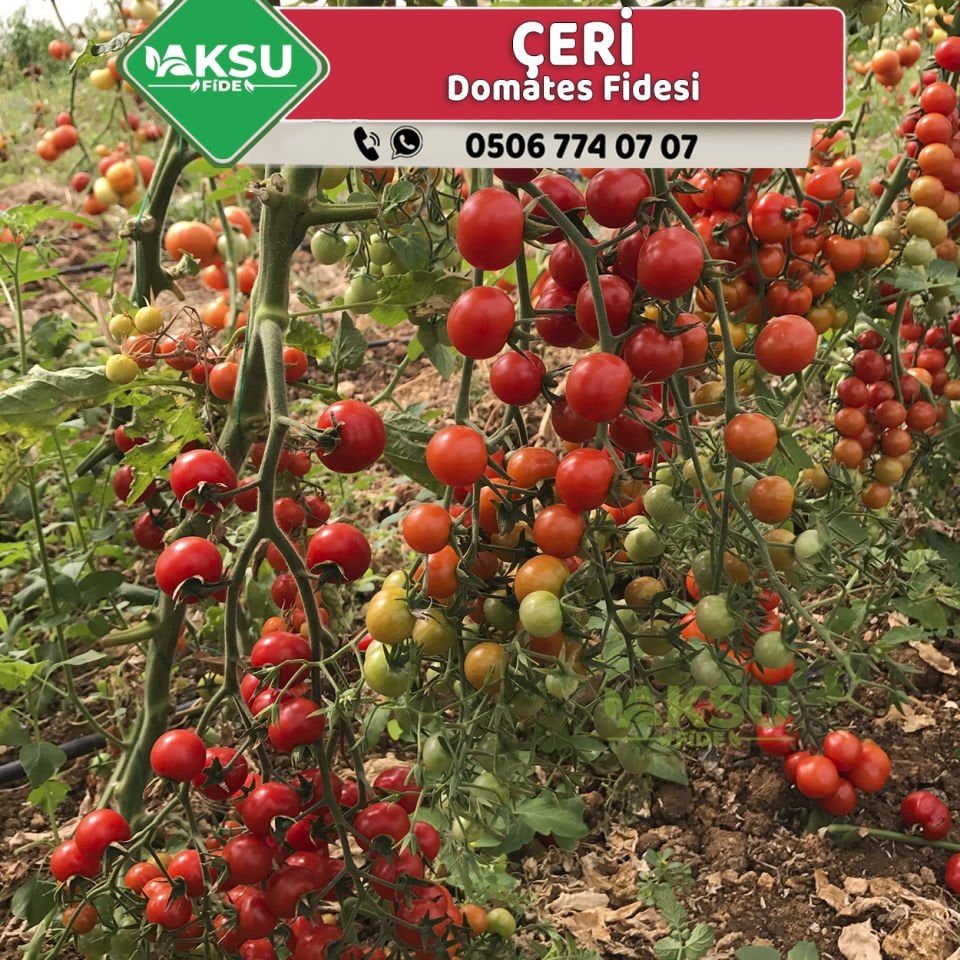 Hibrit Çeri Domates Fidesi