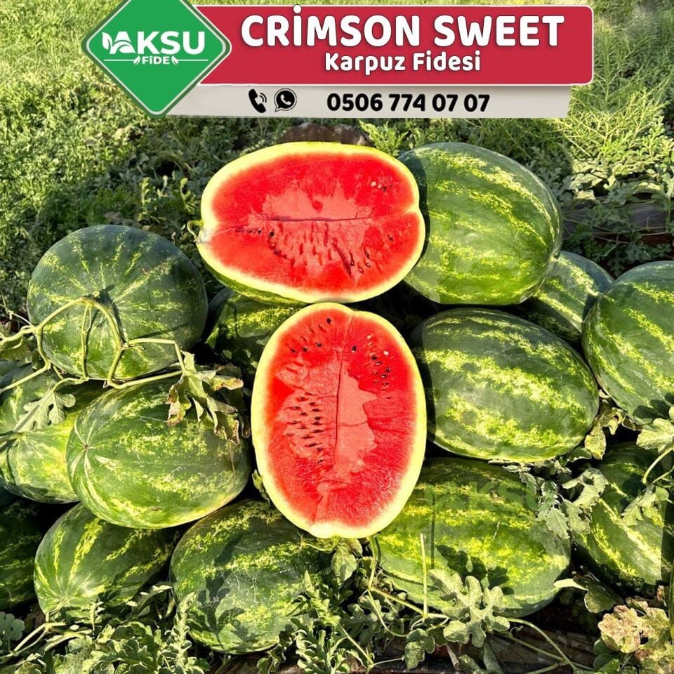 Hibrit Crimson Sweet Tipi Karpuz Fidesi