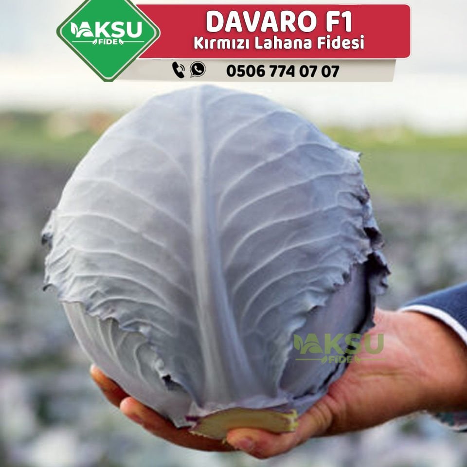 Davaro F1 Kırmızı Lahana Fidesi