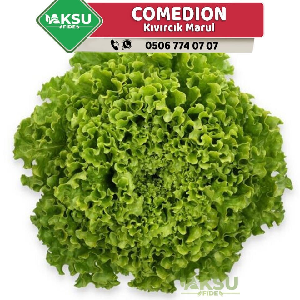 Comedion Kıvırcık Marul Fidesi