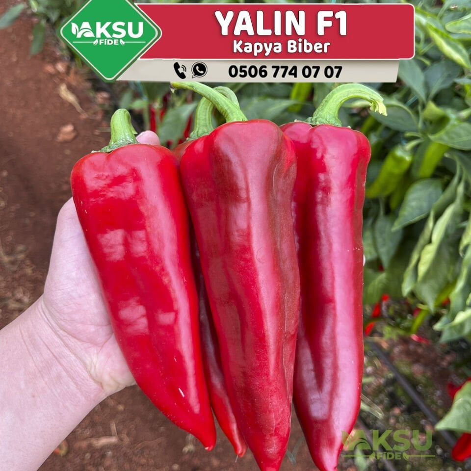 Yalın F1 - Kapya Biber Fidesi