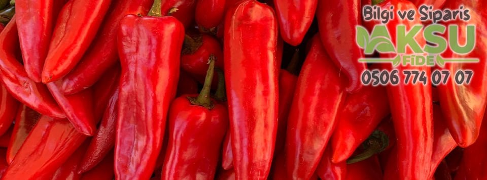 Yalın F1 - Kapya Biber Fidesi
