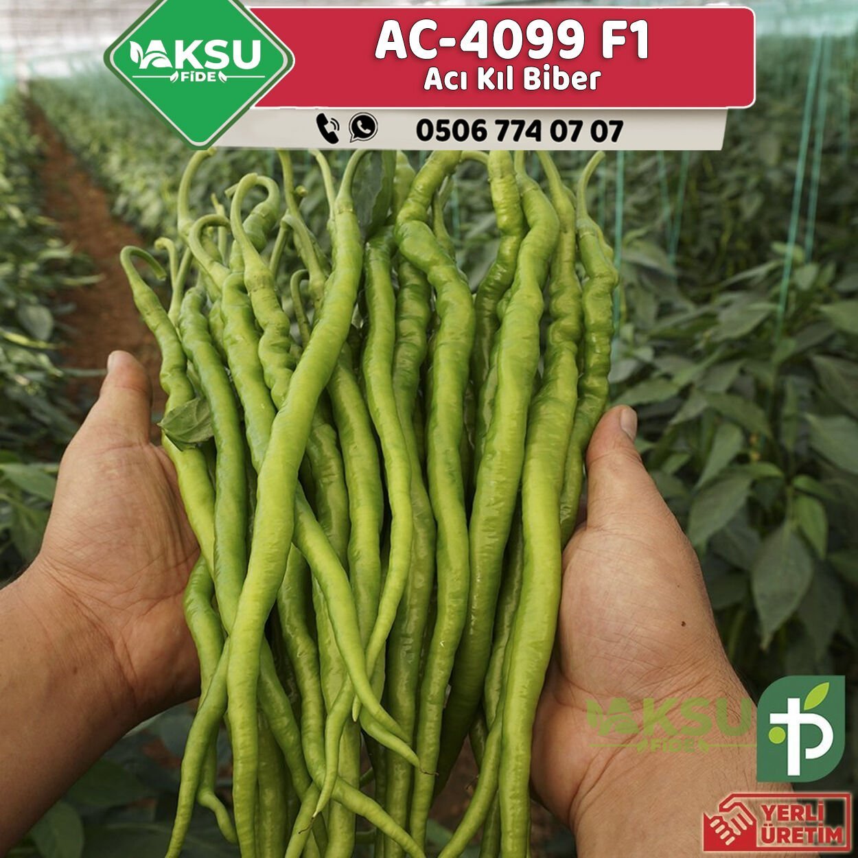 AC-4099 F1 - Acı Kıl Biber Fidesi