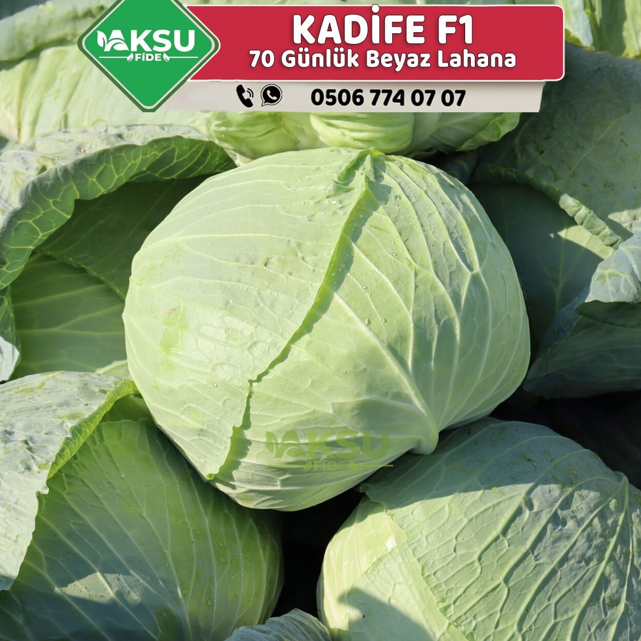 Kadife F1 70 Günlük Beyaz Lahana Fidesi