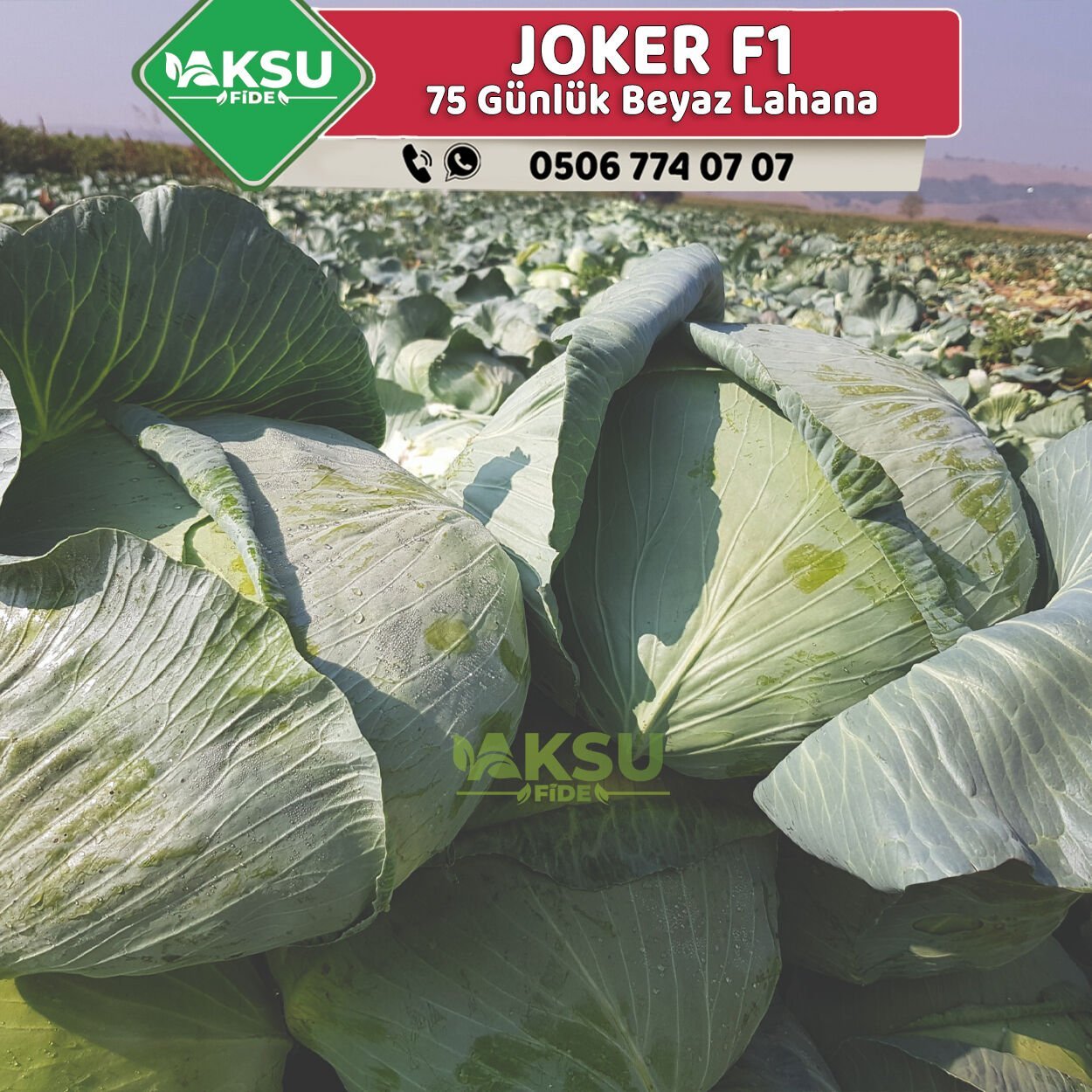 Joker F1 75 Günlük Beyaz Lahana Fidesi