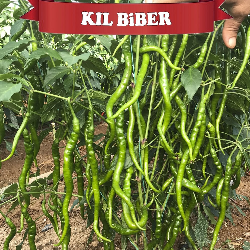 Biber Fideleri